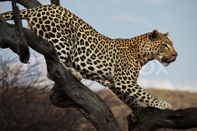 4027102-leopard-on-the-tree