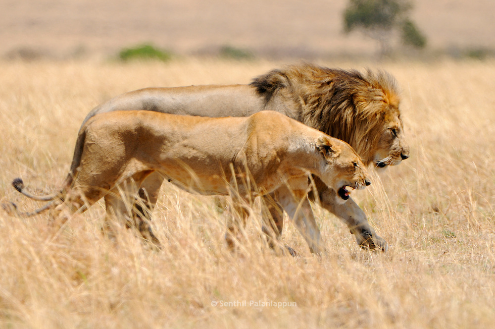 Male Lion and Lioness (Panthera leo), Mating Pair, Masai Mara National Reserve, Kenya