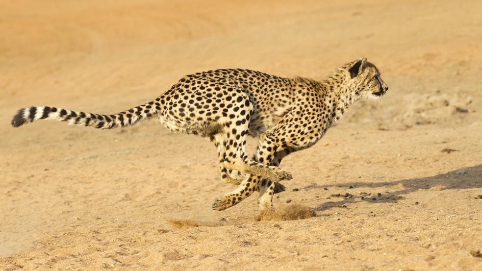 cheetah-running.jpg.adapt.945.1
