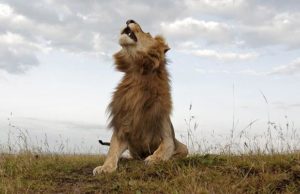 male-lion-roar_1393518i