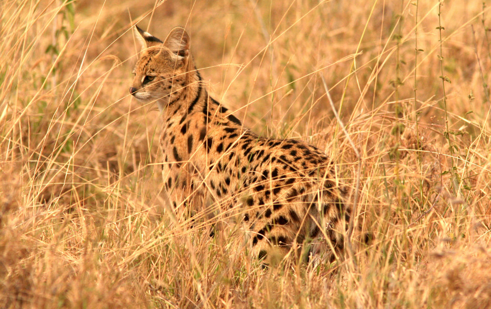 serval__Paul Lampert 087